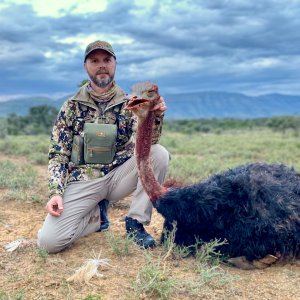 Ostrich Hunting Eastern Cape South Africa