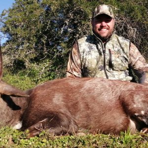 Bushbuck Hunt Eastern Cape South Africa