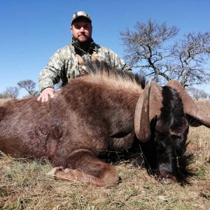 Black Wildebeest Hunt Eastern Cape South Africa