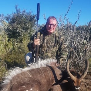 Nyala Hunting Eastern Cape South Africa