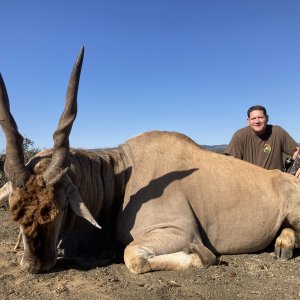 Eland Bull Hunt South Africa