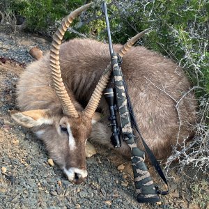 Waterbuck Hunt South Africa