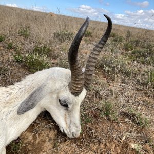 White Springbok Hunt South Africa