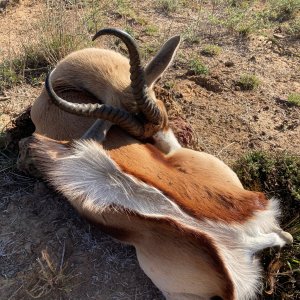 Springbok Hunt South Africa