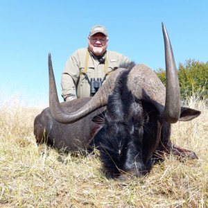 Black Wildebeest Hunting South Africa