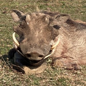 Warthog Hunting South Africa