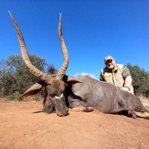 Nyala Hunt South Africa