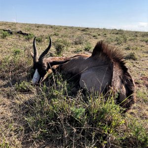 Black Springbok Hunt South Africa