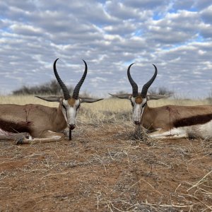 Springbok Hunt Namibia