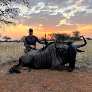 Blue Wildebeest Hunt Namibia