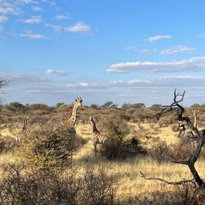 Giraffe Namibia