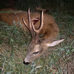 Roe Deer Hunting Poland