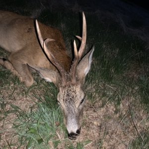 Roe Deer Hunting Poland