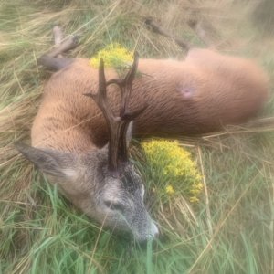 Roe Deer Hunting Poland