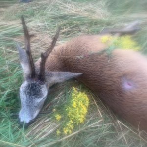 Roe Deer Hunting Poland