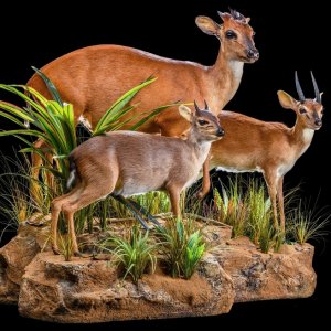 Tiny 10 Combination Full Mount Taxidermy