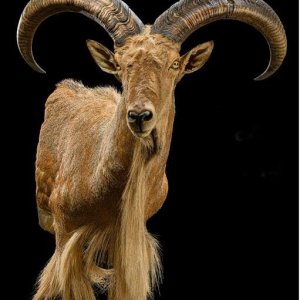 Barbary Sheep Shoulder Mount Taxidermy