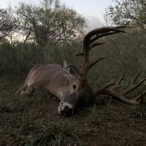 Whitetail Deer Hunt Texas