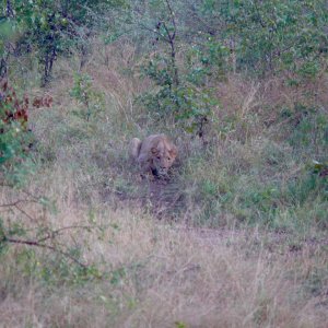 Lioness Savé Valley Zimbabwe