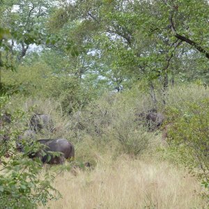 Buffalo Savé Valley Zimbabwe