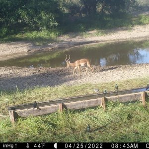 Impala Trail Camera Namibia