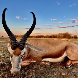 Springbuck with Zana Botes Safari