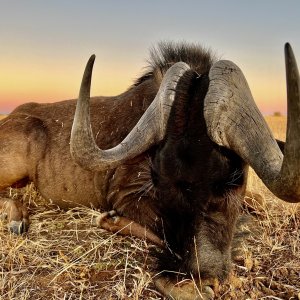 Black Wildebeest with Zana Botes Safari