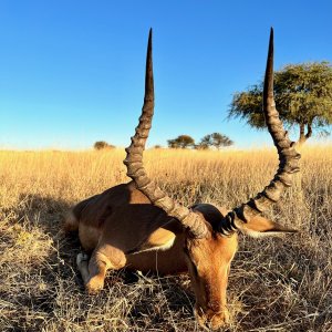 Impala with Zana Botes Safari