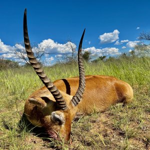 Lechwe with Zana Botes Safari