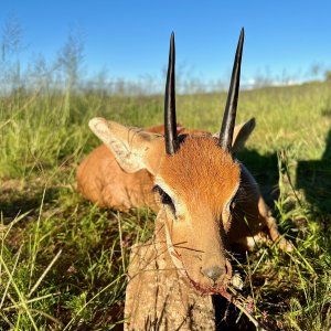 Steenbuck with Zana Botes Safari