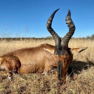 Red Hartebeest with Zana Botes Safari