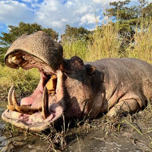 Hippo Hunt Namibia