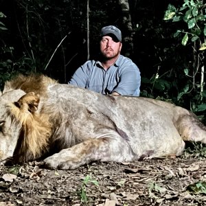 Lion Hunt Namibia