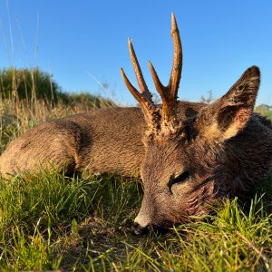 Roe Deer Hunt England