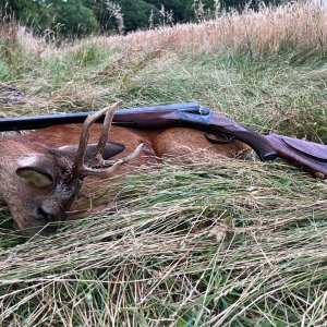 Roe Deer Hunt England