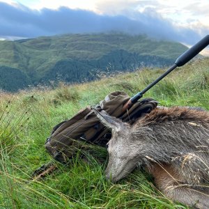 Young Red Stag Deer Hunt England