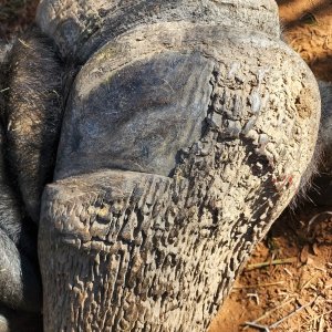 Buffalo Hunting Limpopo South Africa