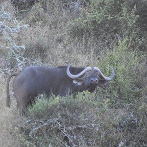 Buffalo South Africa