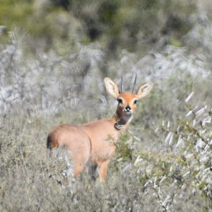 Steenbok South Africa