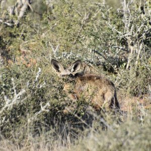 Bat-Eared Fox South Africa