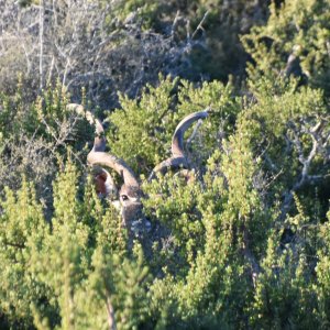 Kudu South Africa