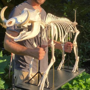 Warthog Skeleton