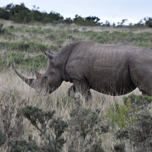 White Rhino South Africa