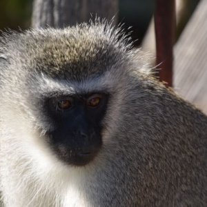 Vervet Monkey South Africa