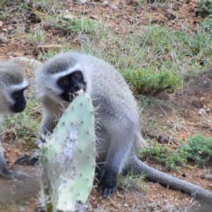 Vervet Monkey South Africa