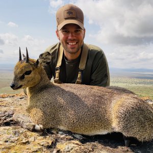 Klipspringer Hunting Tanzania