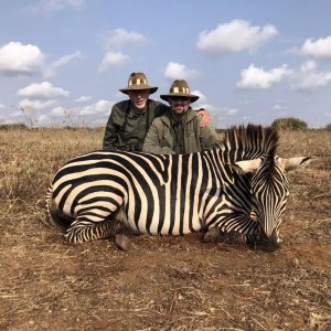 Zebra Hunt Tanzania