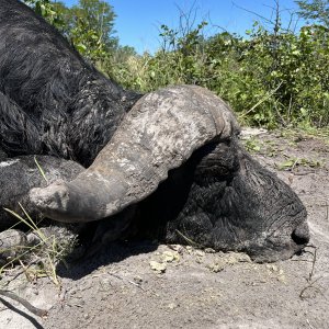 Buffalo Hunting Namibia