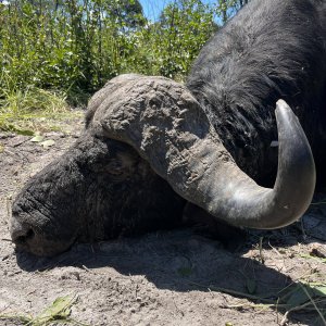 Buffalo Hunting Namibia