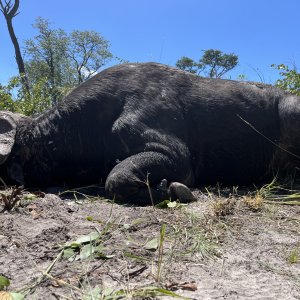 Buffalo Hunting Namibia